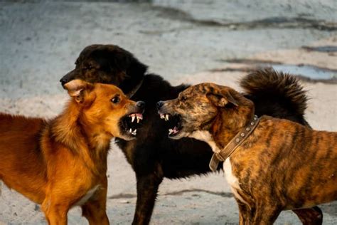 ¿cómo Detener Una Pelea De Perros De Manera Segura