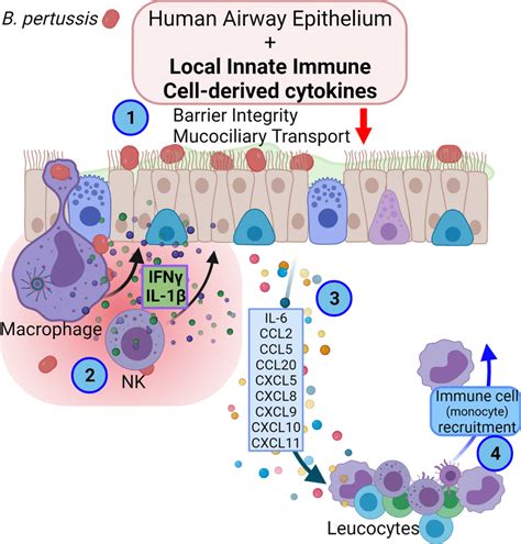 Graphical Representation Of The Human Airway Epithelium Response To B