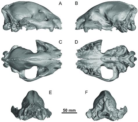 Skull of juvenile cave hyena (Crocuta crocuta spelaea (Goldfuss, 1823 ...