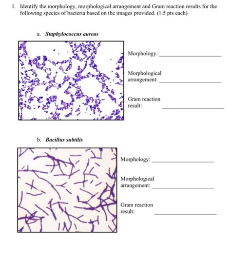 Solved 1 Identify The Morphology Morphological Arrangement Chegg