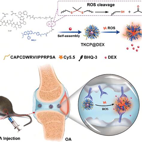 Schematic Illustration Of The Self Assembly Of Ros Responsive Nps For