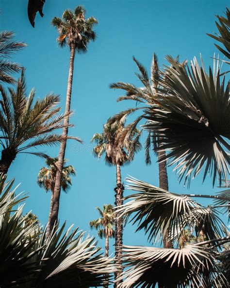 Vertical Low Angle Shot Of Tall Palm Trees On The Background Of Bright