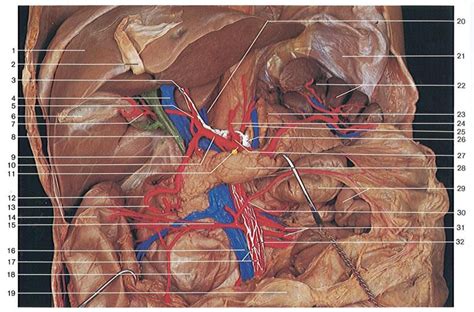 Posterior Abdominal Wall Diagram Quizlet