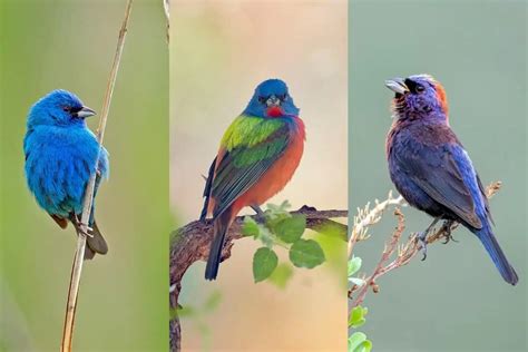 Birds Similar To Painted Buntings With Photos Golden Spike Company