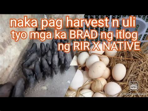 Nakapag Harvest Na Uli Tyo Mga Ka BRAD Ng Itlog Ng RIR X Native