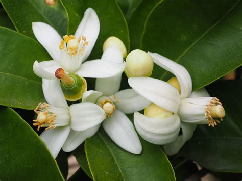 Como Cuidar De Flor De Laranjeira Aprenda Os Truques Indispens Veis