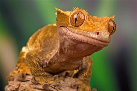 The New Caledonian giant gecko is the world’s largest - Australian ...