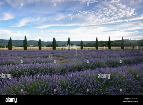 Europe France Provence Vaucluse Landscape Lavender Bloom Flowers