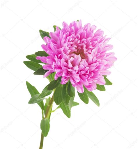 Pink aster flower Stock Photo by ©ulkan 83359782