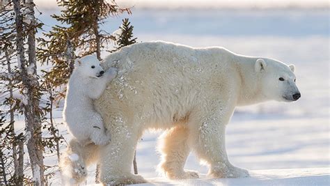 Baby polar bear bums a ride on its mother's bare bum