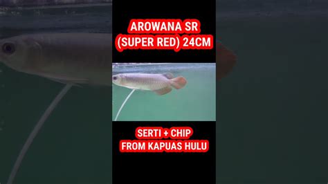 Arwana Super Red 24cm Special HOT From Kapuas Hulu YouTube