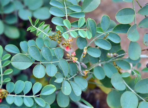 Indigofera coerulea - Изображение особи - Плантариум