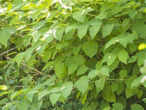 Bohemian Knotweed The Idaho Weed Awareness Campaign