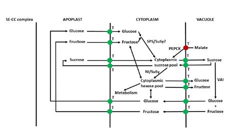 The Sucrose Cycle Consists Of The Breakdown And Resynthesis Of Sucrose