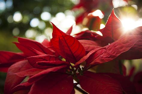 Give a Christmas Poinsettia - Faith Lutheran Church