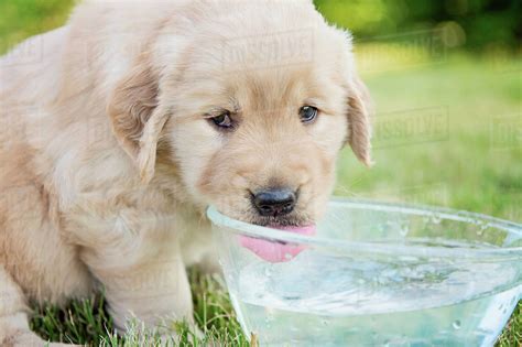 How Can I Make My Puppy Drink Water