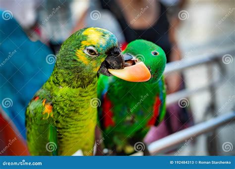 Colorful Parrots are Kissing. Two Beautiful Parrot Birds Stock Image - Image of birds, kissing ...