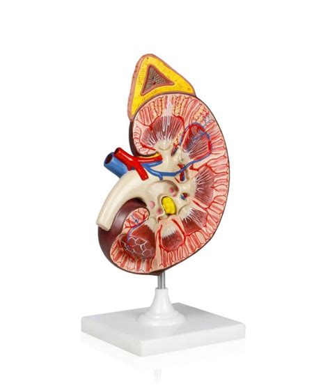 Walter Products 3X Life-size Kidney Model Kidney Model; Dimensions (L x ...