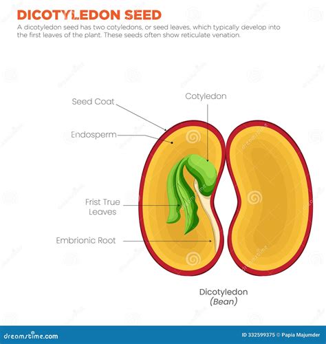 Characteristics of a Dicotyledon Seed Two Cotyledons and Reticulate Veins Stock Illustration ...