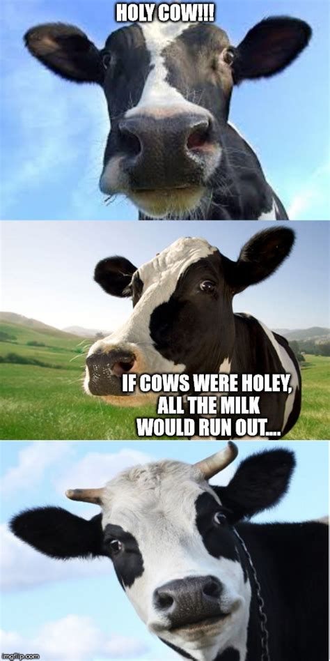 Bad Pun Cow Imgflip