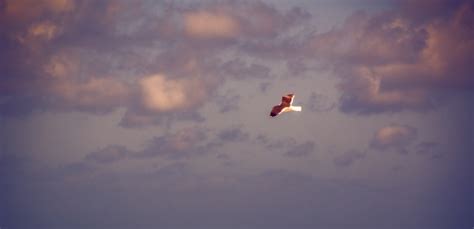 Bird Soaring In Sunset Cloud Sky Free Stock Photo - Public Domain Pictures