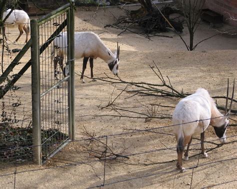 Photos from the Zurich Zoo (Zoological Garden), Switzerland