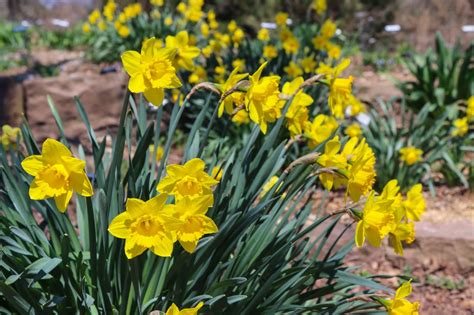 The Webster Arboretum At Kent Park