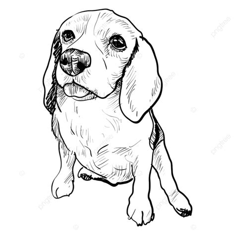 Drawing Of Adorable Beagle In Sitting Pose Beagle Drawing Beagle