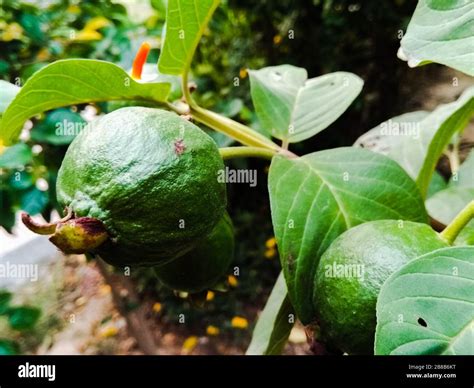 Semilla de guayaba fotografías e imágenes de alta resolución Alamy