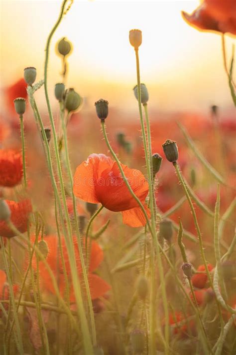 Amanecer Con Cachorros Al Sol Flor De Amapola Hermoso Campo De