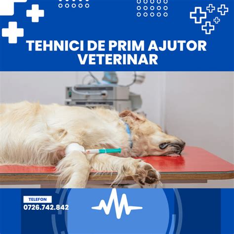 Tehnici De Prim Ajutor Veterinar Veterinar La Domiciliu Bucuresti