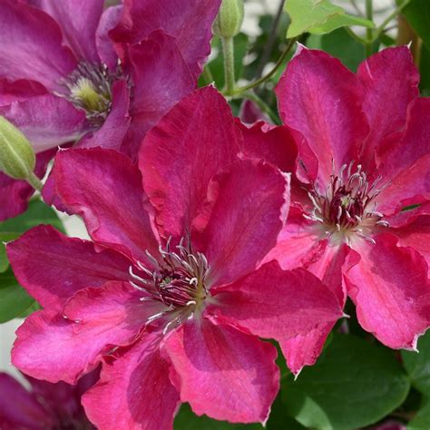 Boulevard® Nubia Clematis Plant Addicts