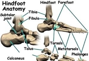 diagram foot anatomy bones | Anatomy System - Human Body Anatomy ...