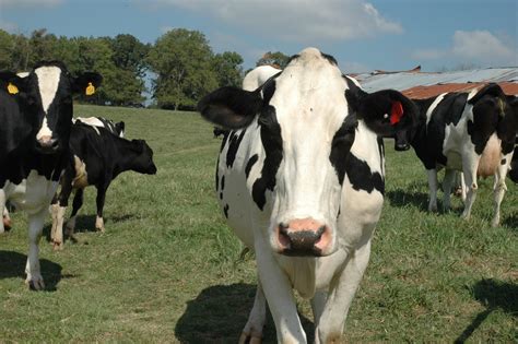 Holstein Dairy Cow Face