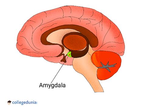 Amygdala Anatomy Location Pathway And Functions