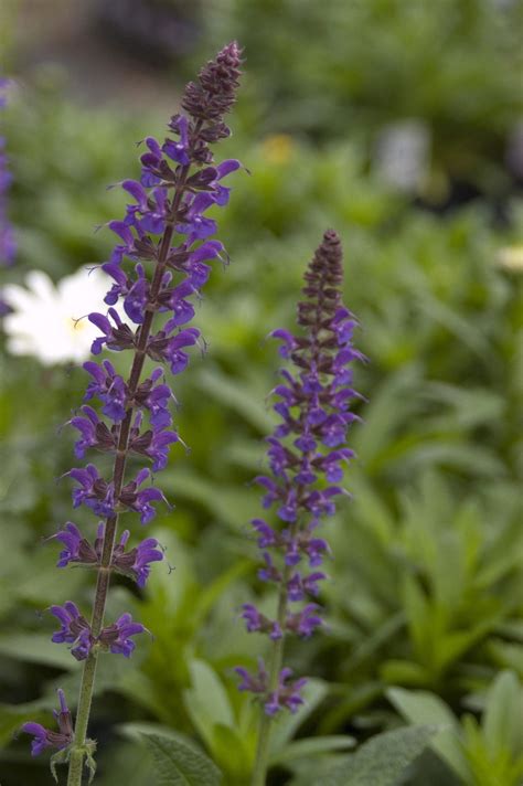 May Night Salvia Pahls Market Apple Valley Mn