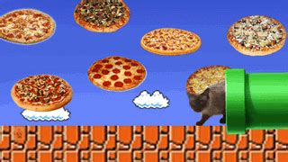 pizza cat gif | WiffleGif