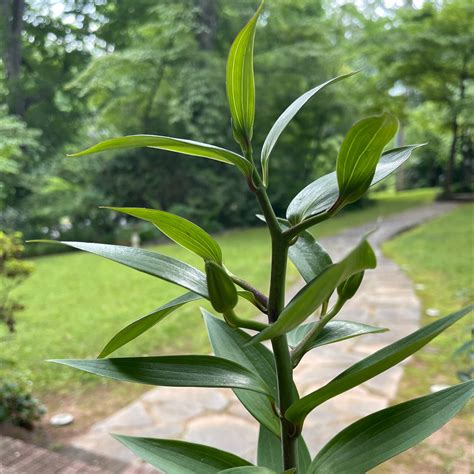 Propagating Tiger Lily: Step-by-Step Guide