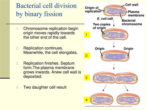 Chapter 3 Reproduction Of Prokaryotic Cell Ppt Download