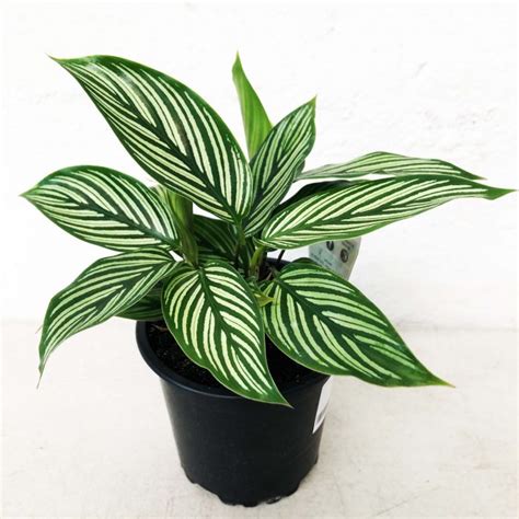 Calathea Vittata Mm The Jungle Collective