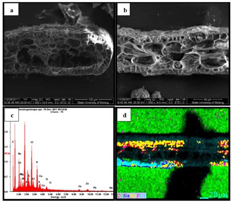 SEM showed the transversal part of seagrass leaves of Cymodocea ...