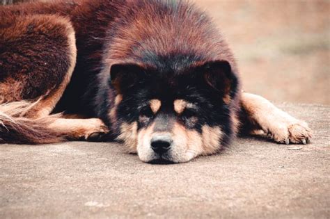 Vietnamese Hmong Dog: Breed Info, Pictures, Traits & Facts | Hepper