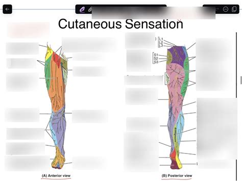 Cutaneous Sensation Of Lower Limb Diagram Quizlet