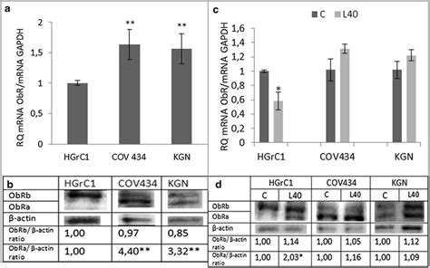 Basal Expression Of Leptin Receptor ObR A Gene And B Protein And