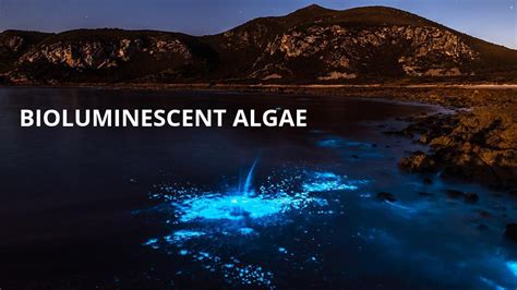 Bioglow Bioluminescence Webstore For Bioluminescent Algae