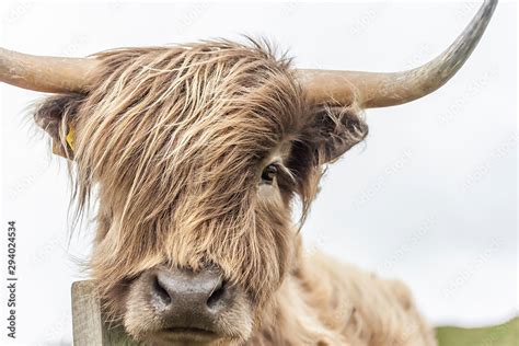 Highland Cow Stock Photo | Adobe Stock