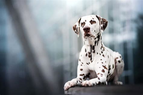 Download Dalmatian Background