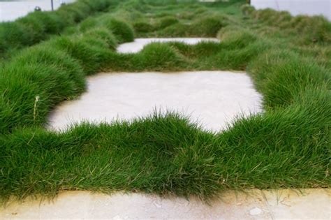 Outdoor Secrets Plant Tiles Of No Mow Zoysia Tenuifolia Between