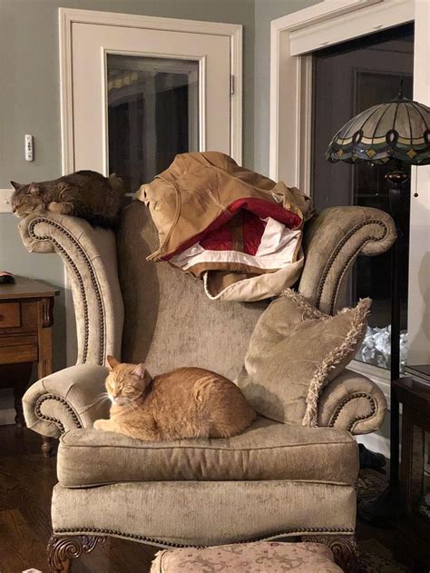 Standoff At The Comfy Chair Cat Style Comfy Chairs Chair Cats