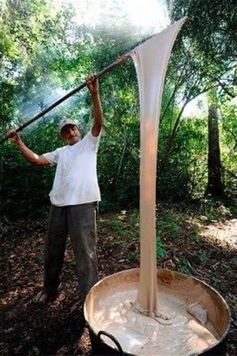 Extracción del chicle en Quintana Roo tradición que se niega a morir